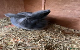 Lionhead rabbits for sale: Stunning lionhead buck - Image 4
