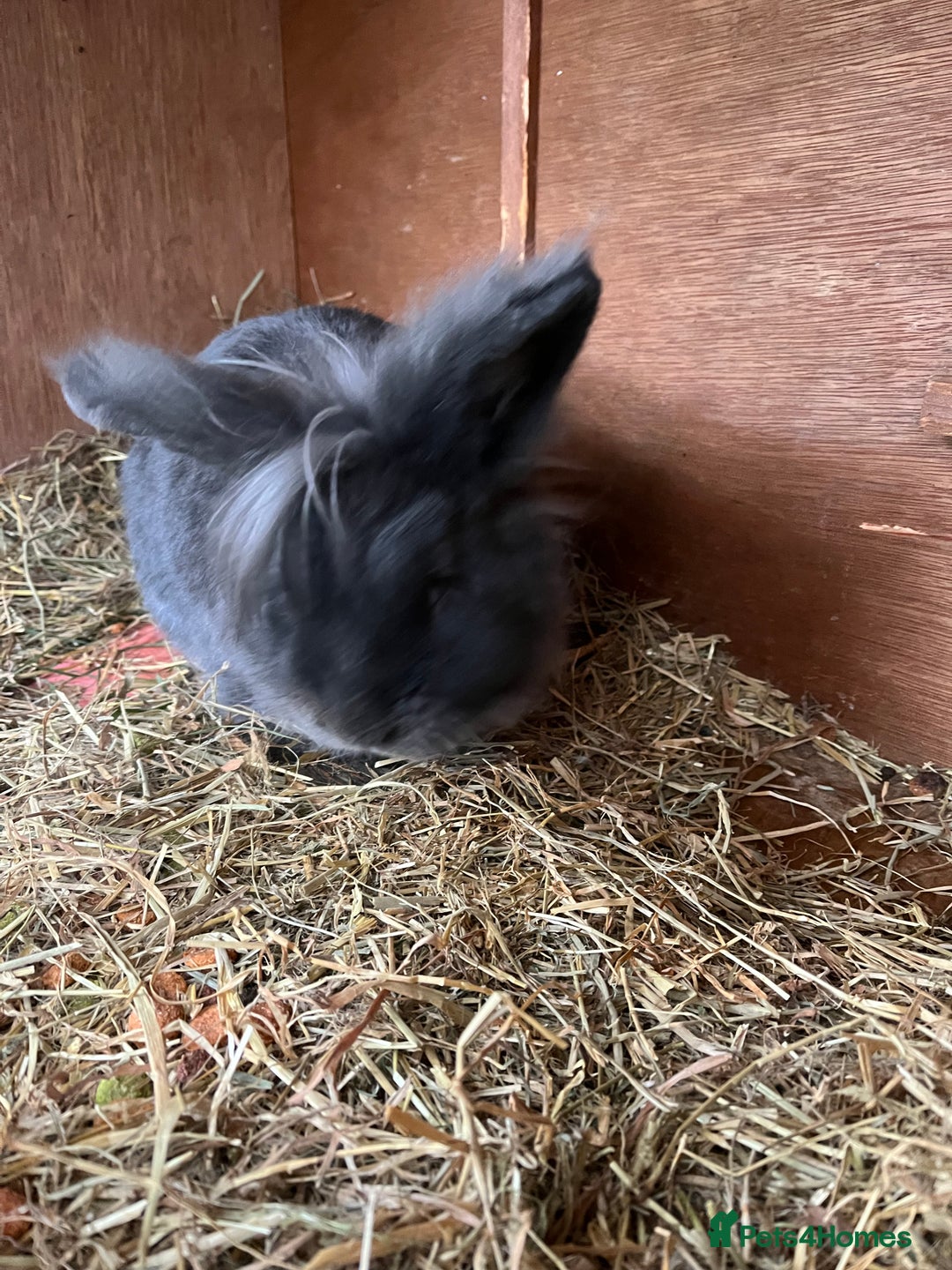 Lionhead rabbits for sale: Stunning lionhead buck - Image 4