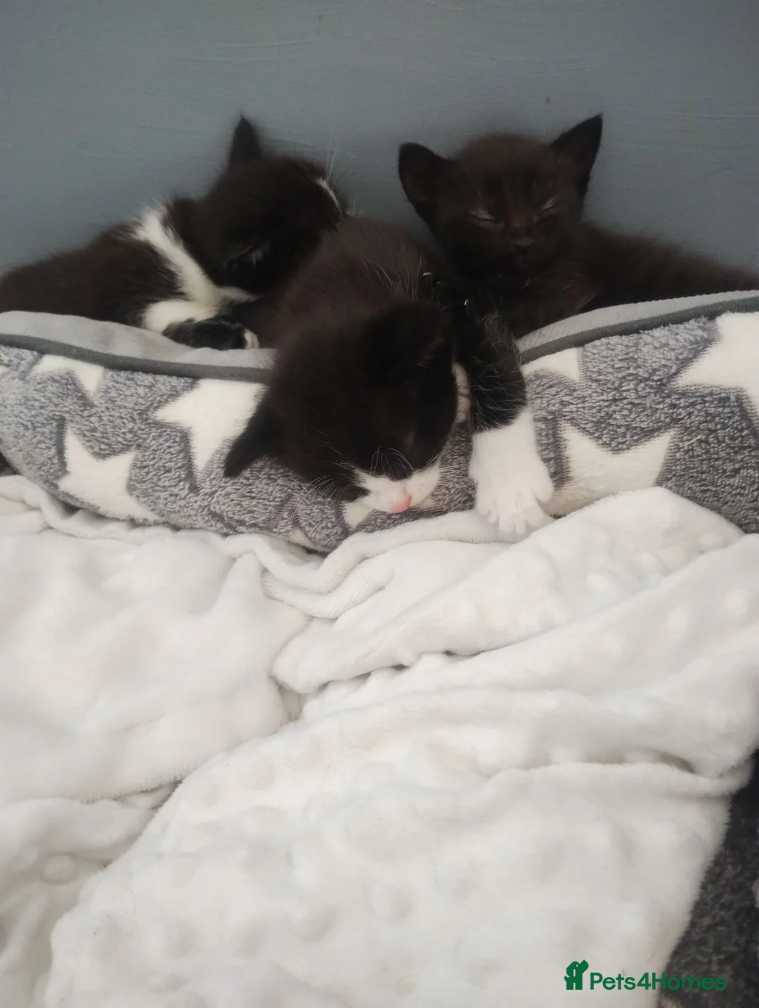 Mixed Breed cats for sale: Adorable kittens  in Oswestry - Advert 2