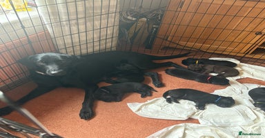 Labrador Retriever dogs - Advert 5