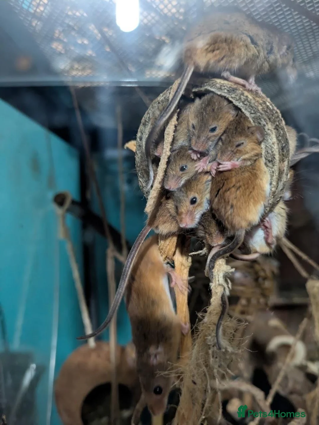 Mouse rodents for sale: Harvest Mice for sale, Newcastle upon Tyne - Advert 2
