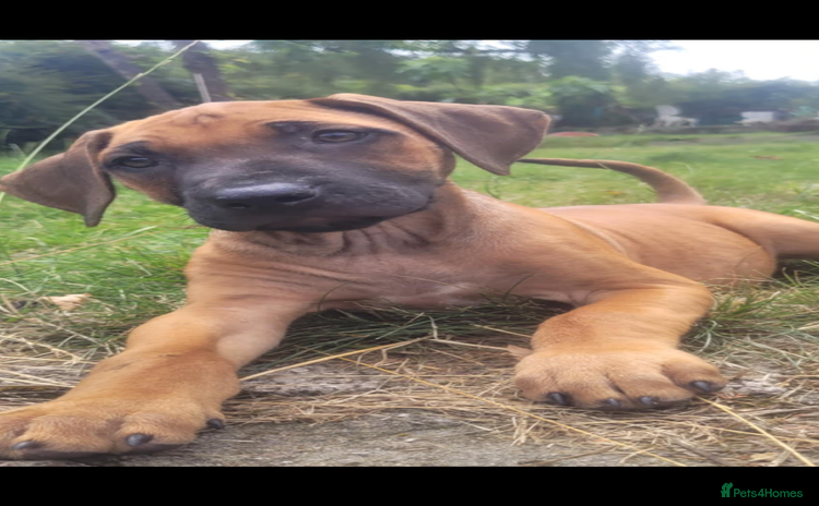 Rhodesian Ridgeback dogs - Advert 1