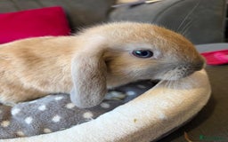 Lionhead rabbits for sale: Beautiful Lionhead/Mixed breed baby rabbits  - Image 11