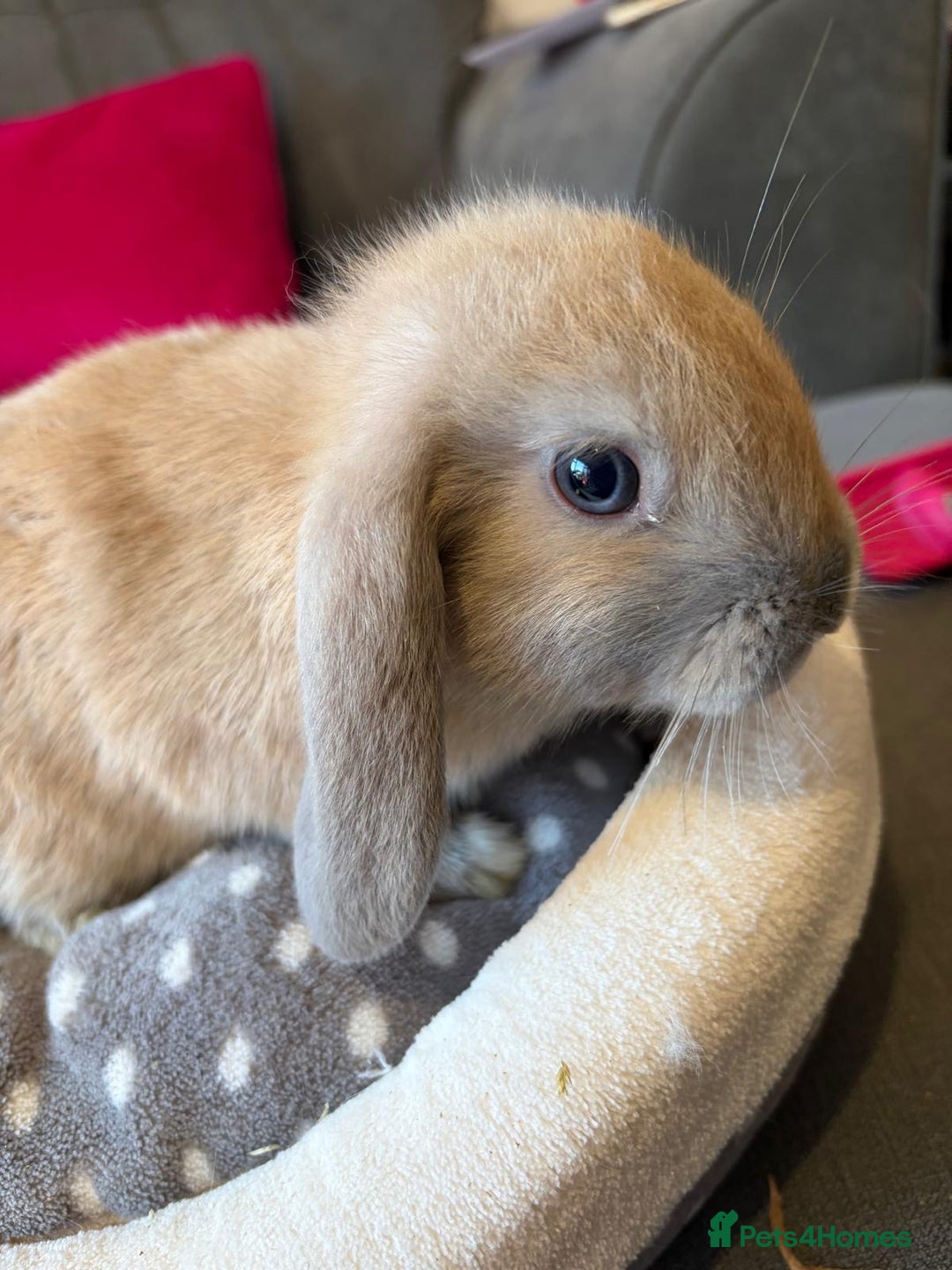 Lionhead rabbits for sale: Beautiful Lionhead/Mixed breed baby rabbits  - Image 11