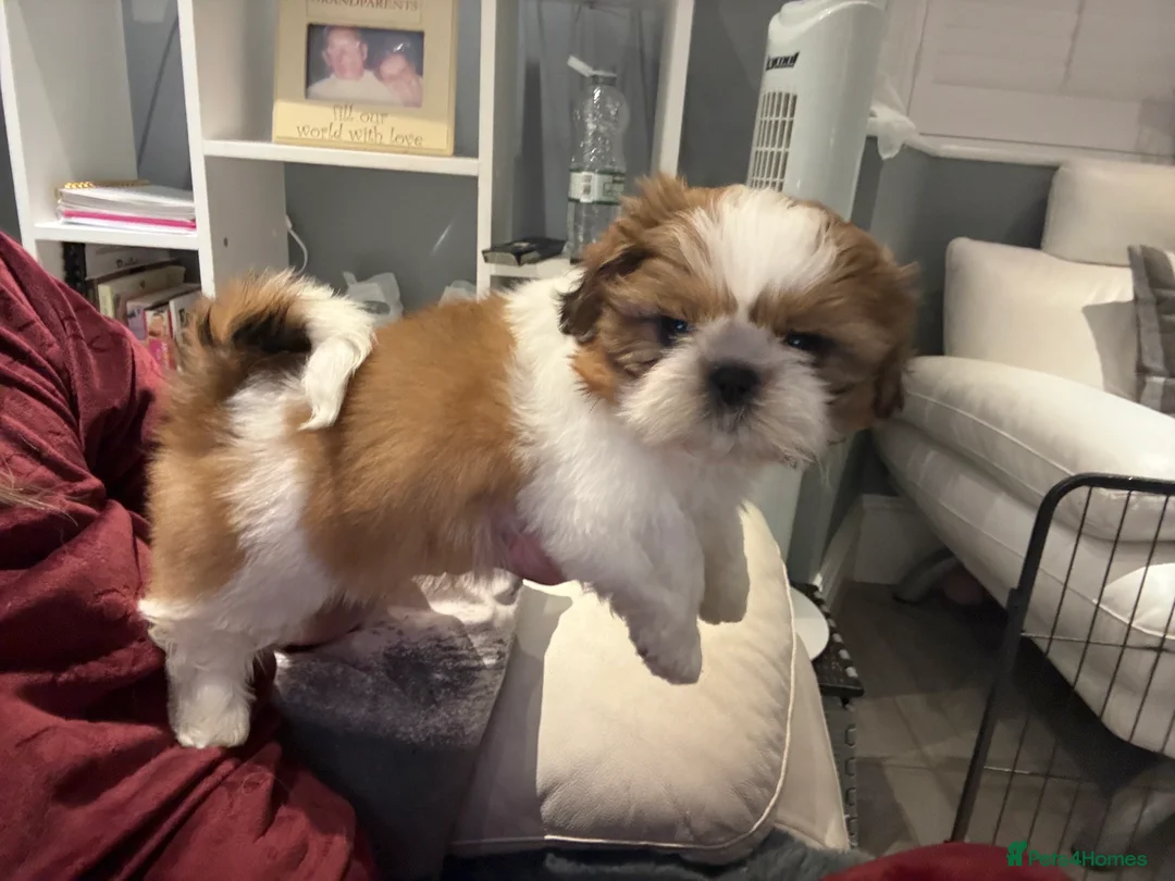 Shih Tzu dogs for sale: Stunning breed standard Shih Tzus  - Advert 18