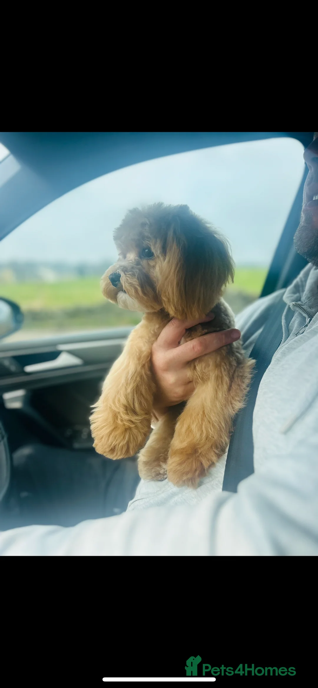 Toy Poodle dogs for stud: TINY MALTIPOO STUD - Advert 2