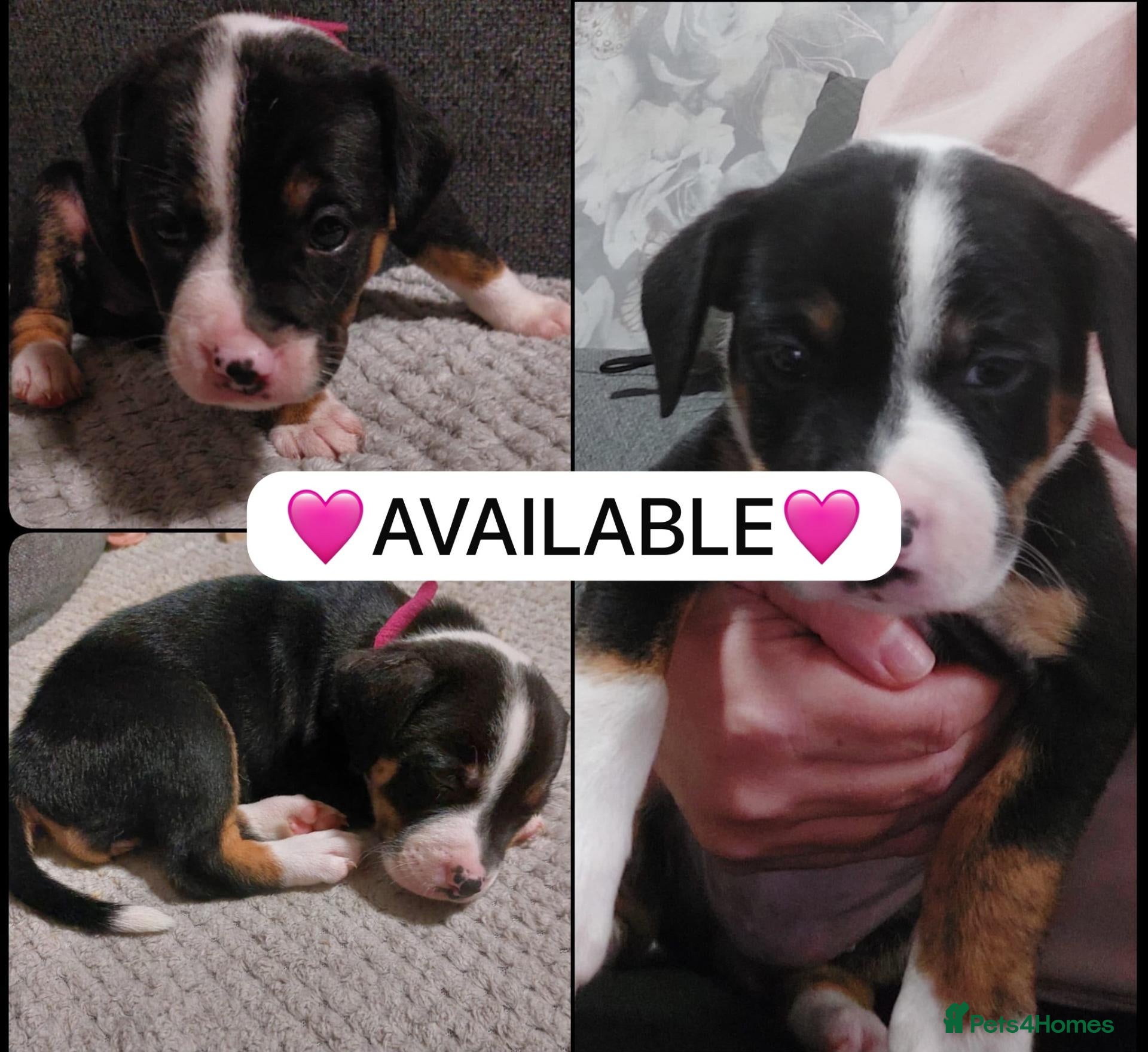 Mixed Breed dogs 1 puppy left Olde tyme bulldog border collie cross - Advert 10