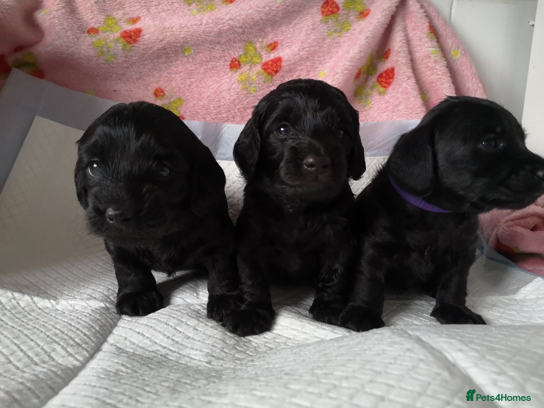 Mixed Breed dogs for sale: Doxiepoo =dachshund x poodle - Advert 4