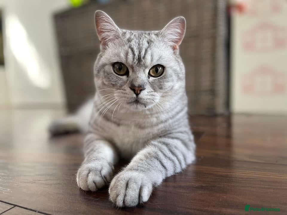 British Shorthair cats Handsome Boy - Advert 1