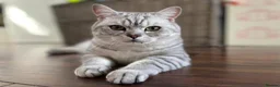 British Shorthair cats for sale: Handsome Boy - Advert 1