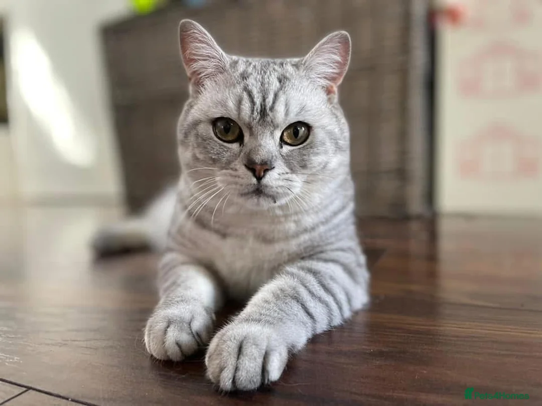 British Shorthair cats for sale: Handsome Boy - Advert 1