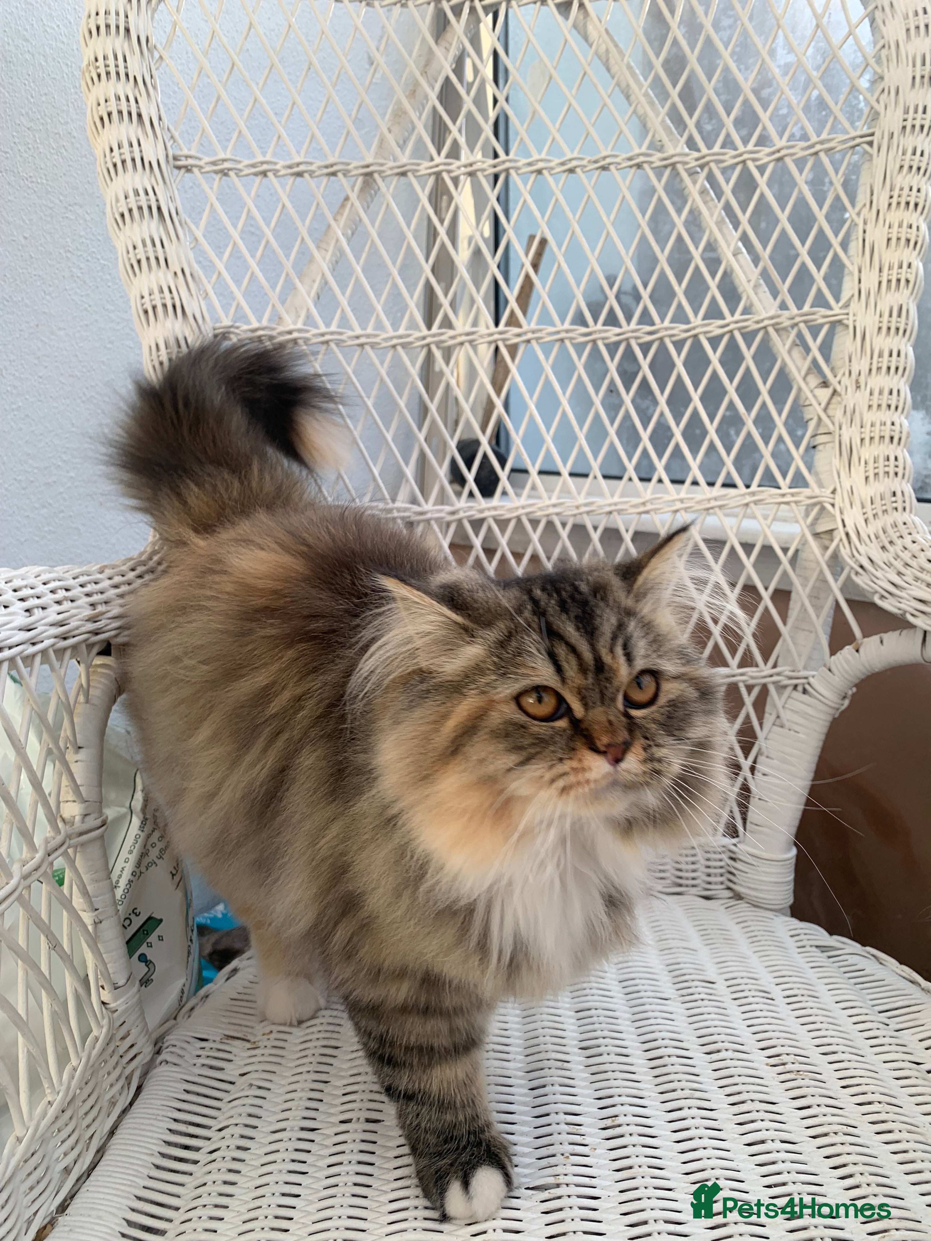 Persian cats 1 gorgeous Persian kit - Advert 19