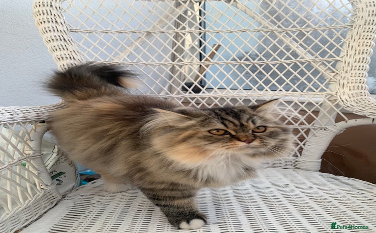 Persian cats 1 gorgeous Persian kit - Advert 8