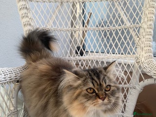 Persian cats 1 gorgeous Persian kit - Advert 8