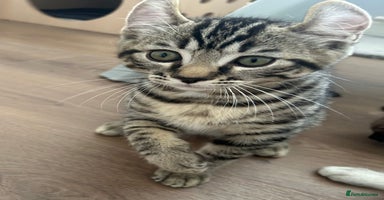Bengal cats - Advert 15