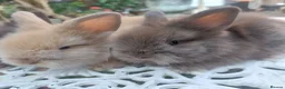 Lionhead rabbits for sale: PUREBRED DOUBLE/TEDDY LION HEAD BABIES  - Advert 6