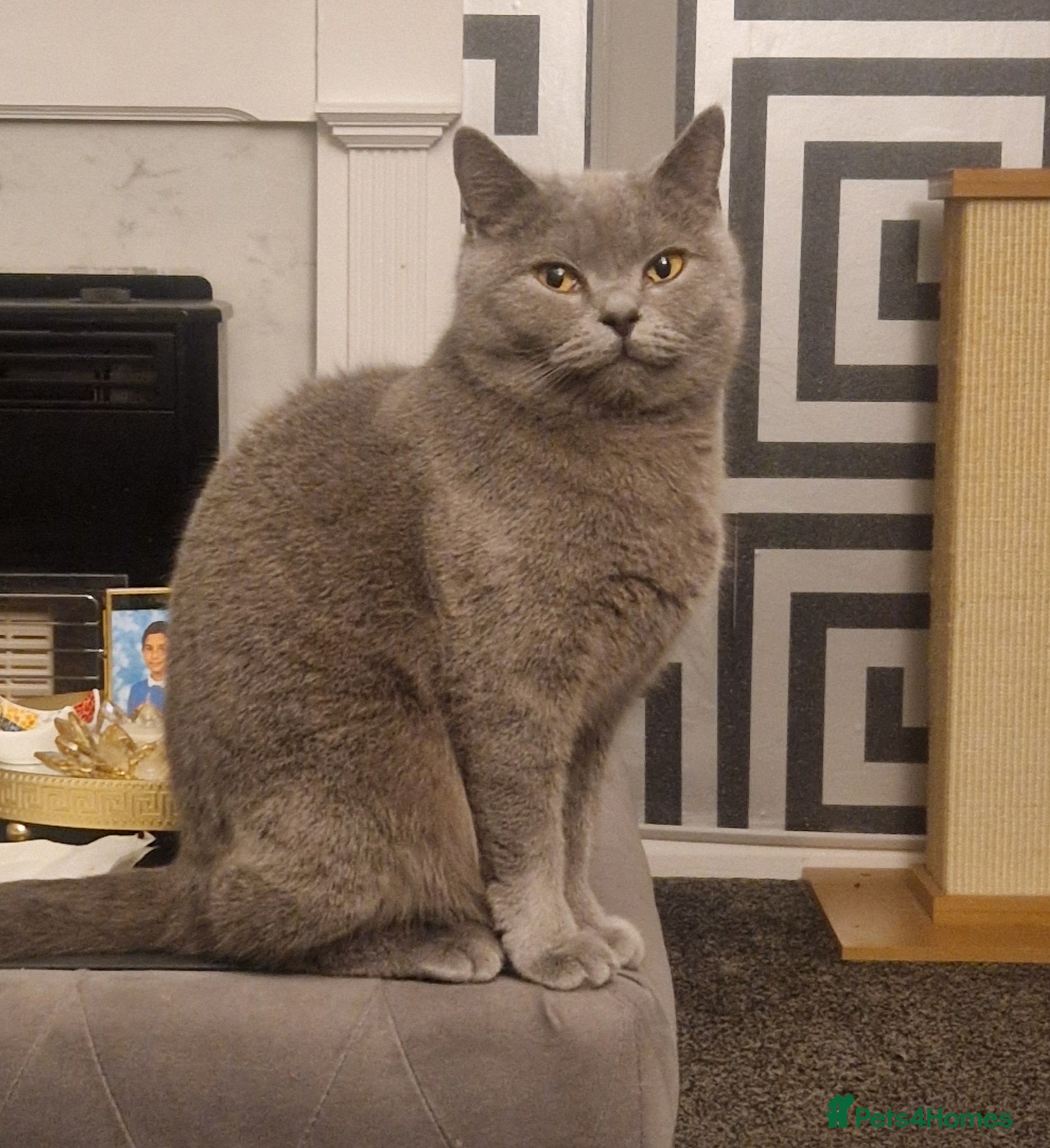 British Shorthair cats Female british shorthair  - Advert 2