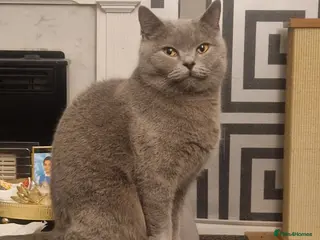 British Shorthair cats Female british shorthair - Advert 5