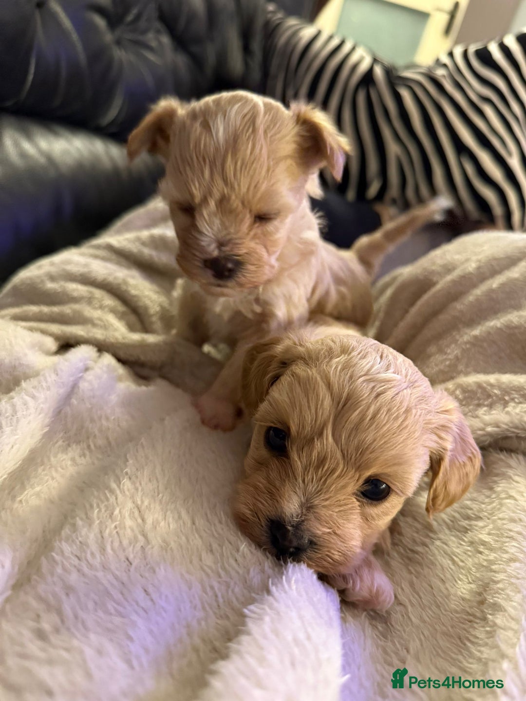 Maltipoo dogs for sale: Maltipoo  - Image 14