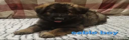 German Shepherd dogs for sale: READY TO GO!! 2 male german shepherds - Advert 8