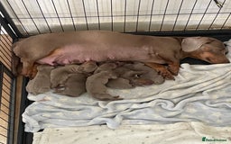 Dachshund dogs for sale: Dachshund  - Image 3