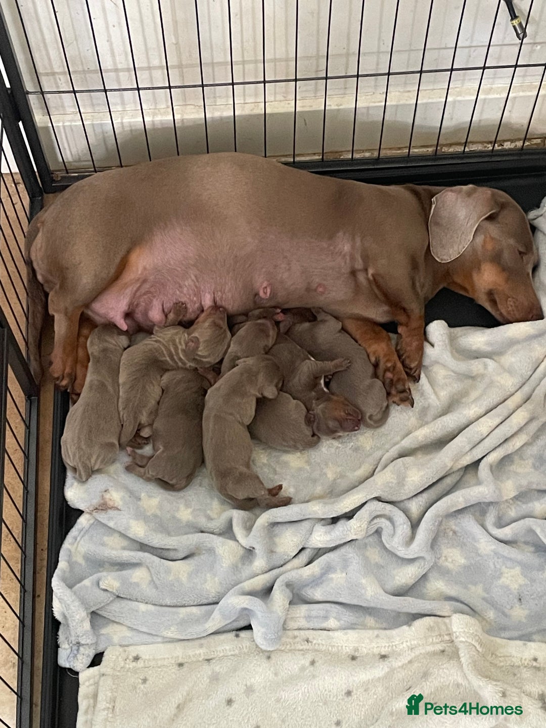 Dachshund dogs for sale: Dachshund  - Image 3