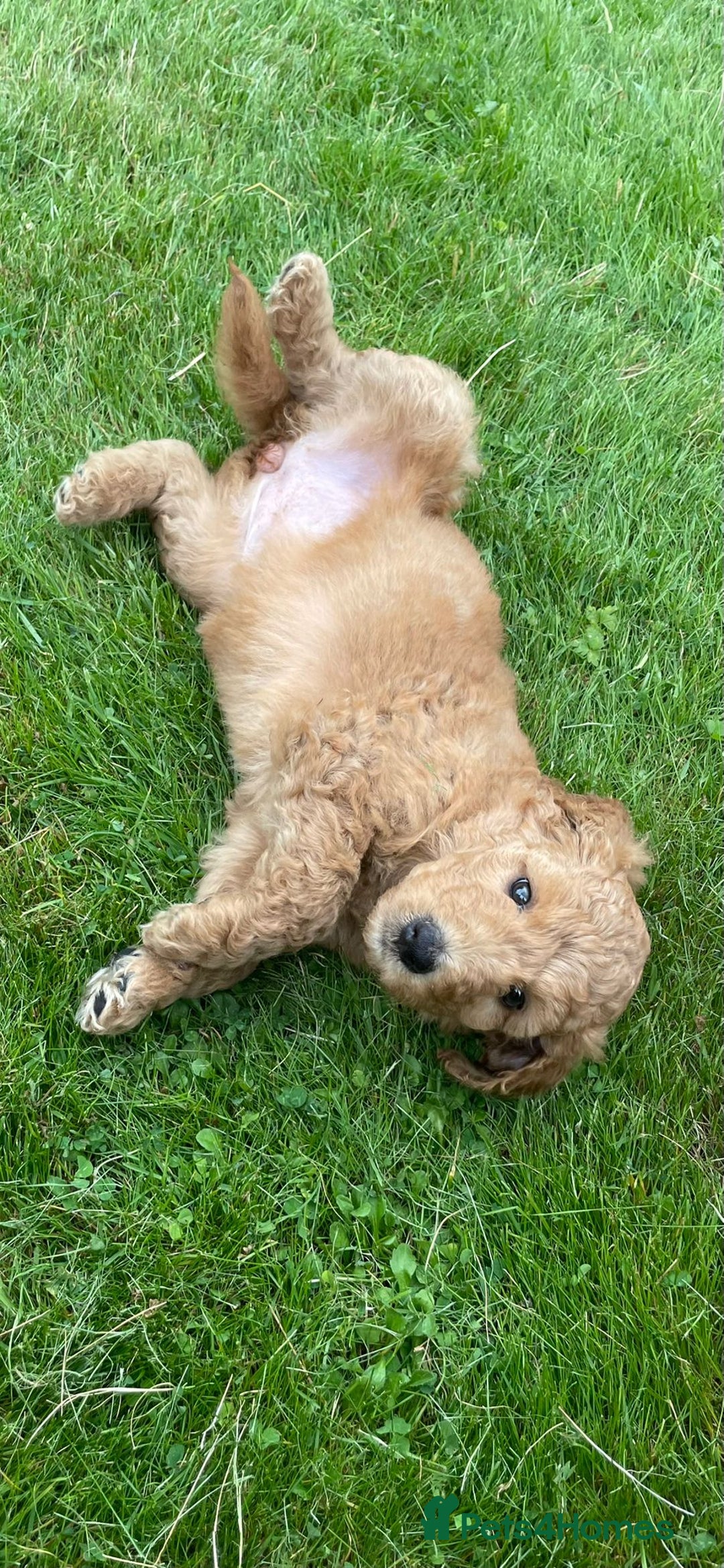 Australian Labradoodle dogs for sale: Australian Labradoodle puppies  - Image 18