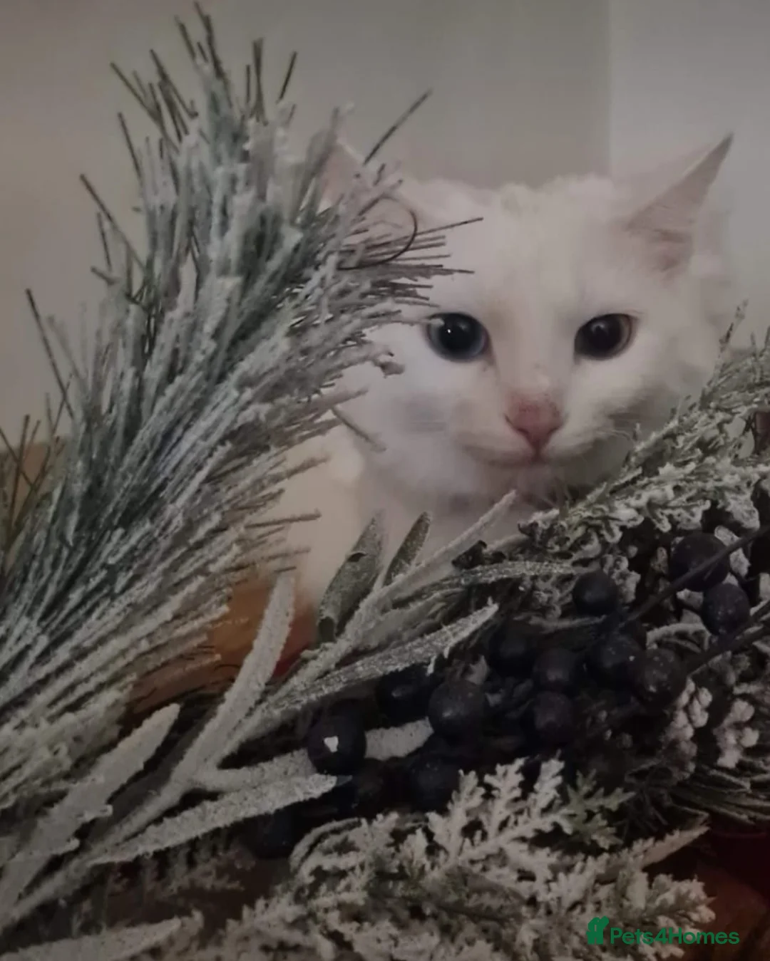 Mixed Breed cats for sale: Two adorable female kittens - Advert 8