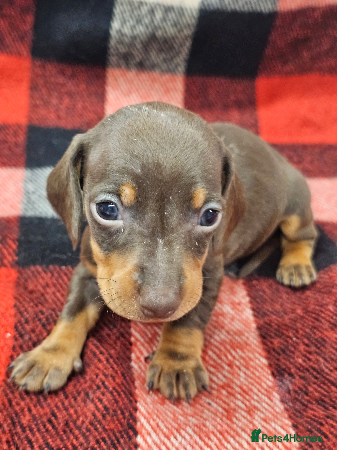 Miniature Dachshund dogs for sale: KC Registered Miniature Dachshund Puppies - Image 11