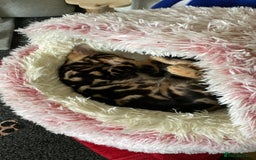 Bengal cats for sale: Gold black glitter bengal - Image 4