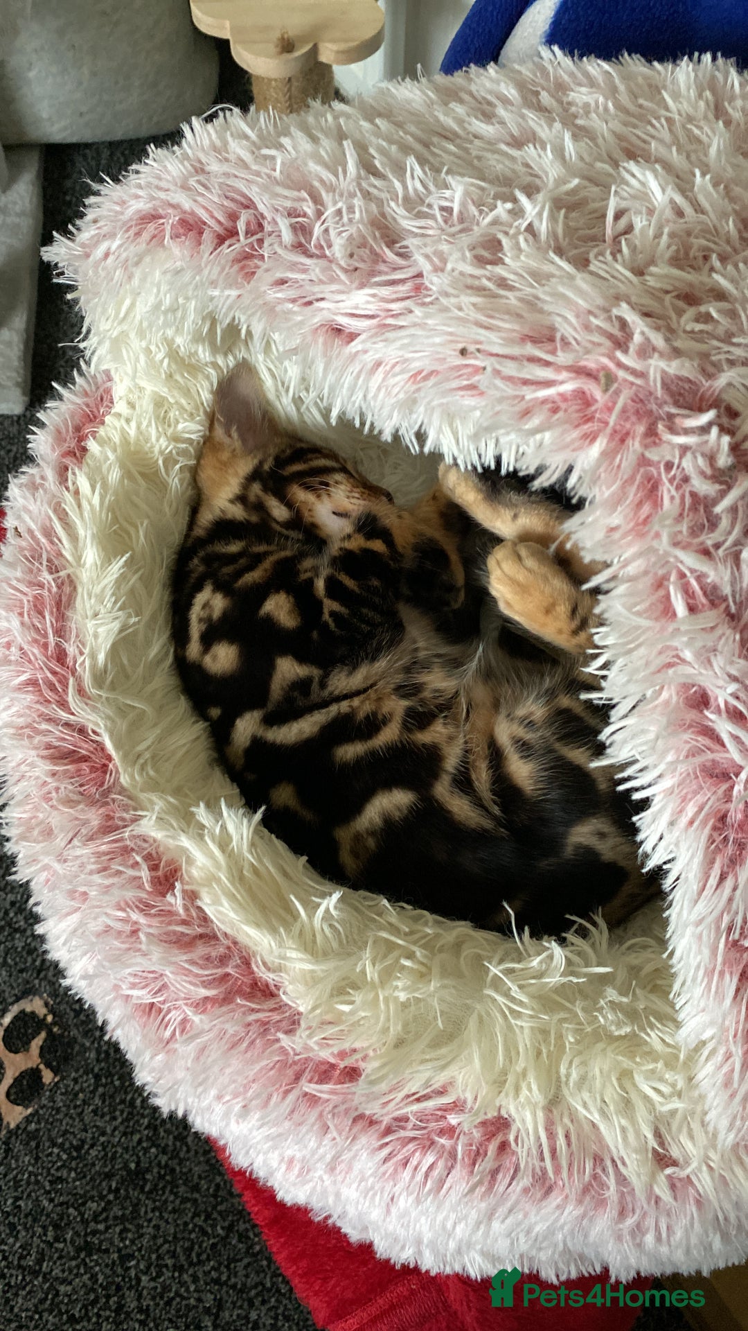 Bengal cats for sale: Gold black glitter bengal - Image 4