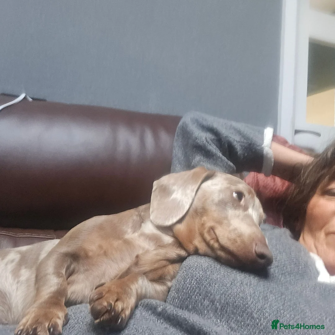 Miniature Dachshund dogs for stud: Mini Dachshound in Walsall - Advert 8