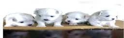 Maltese dogs for sale: Pedigree Maltese in Poulton-le-Fylde - Advert 3