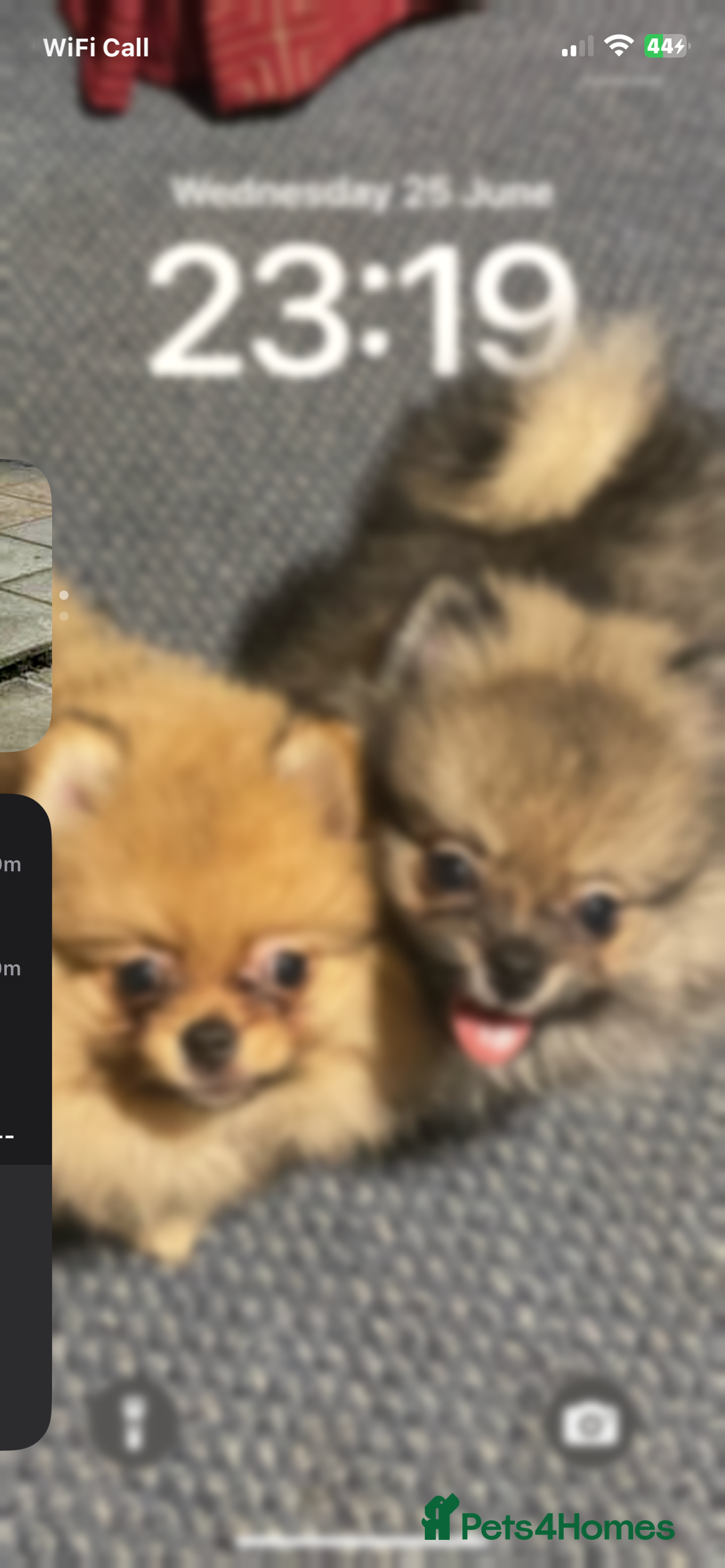 Pomeranian dogs for sale: Pom puppy for sale  - Image 6