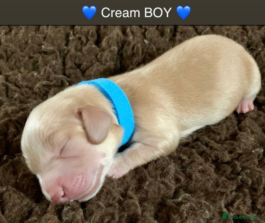Miniature Dachshund dogs for sale: ⭐️CREAM LONG HAIRED KC/PRA CLR MINI DACHSHUNDS⭐️ - Image 7