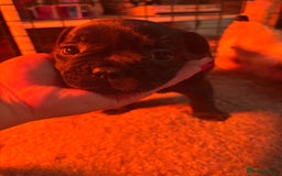 French Bulldog dogs for sale: **READY NOW**French bulldog puppies READY NOW - Image 19