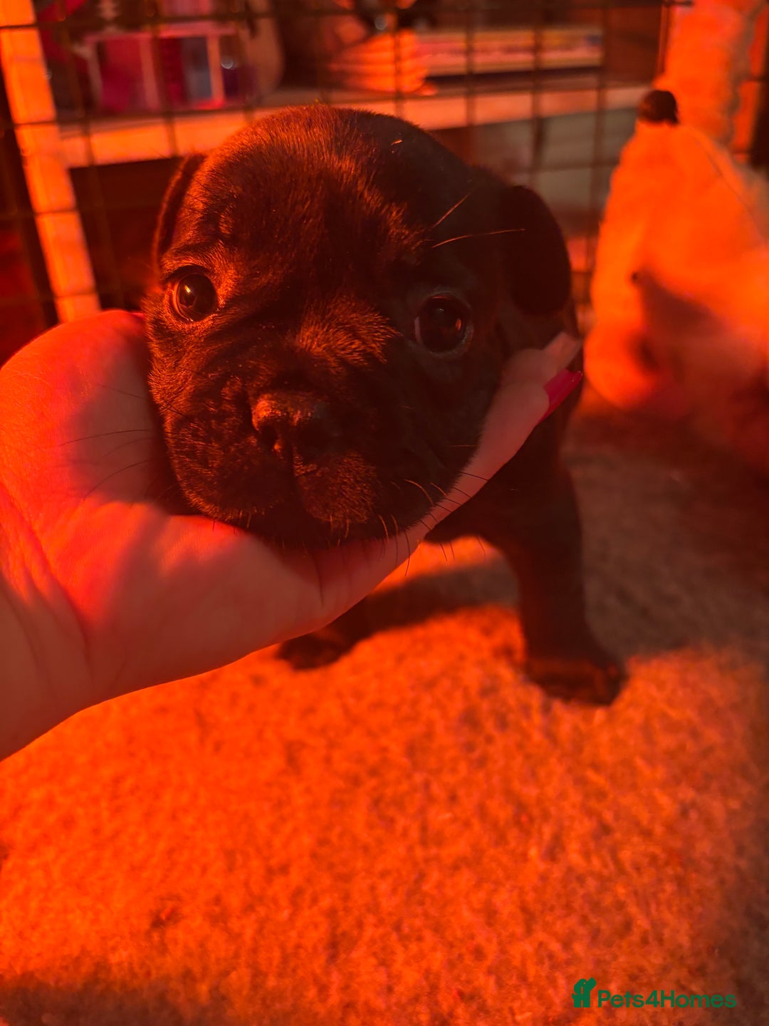 French Bulldog dogs for sale: **READY NOW**French bulldog puppies READY NOW - Image 19