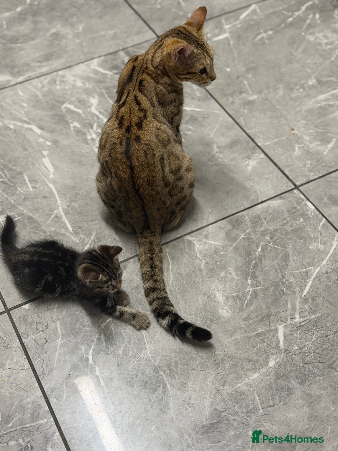 Bengal cats for sale: Adorable kittens for loving homes - Advert 23