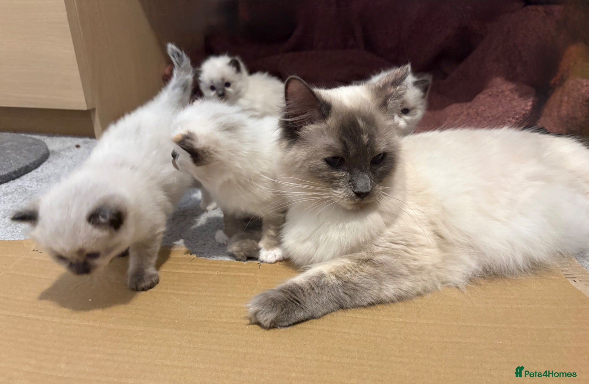 Ragdoll cats Beautiful Ragdoll Kittens - Advert 10