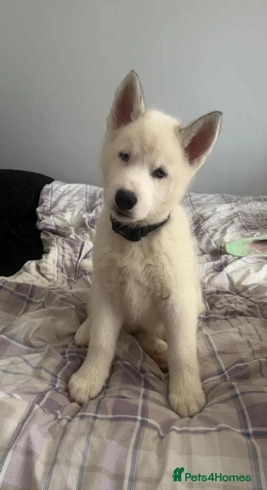 Siberian Husky dogs for stud: Siberian Husky for Stud - Advert 19