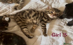 Bengal cats for sale: 3/4 Bengal - cross kittens  - Image 13