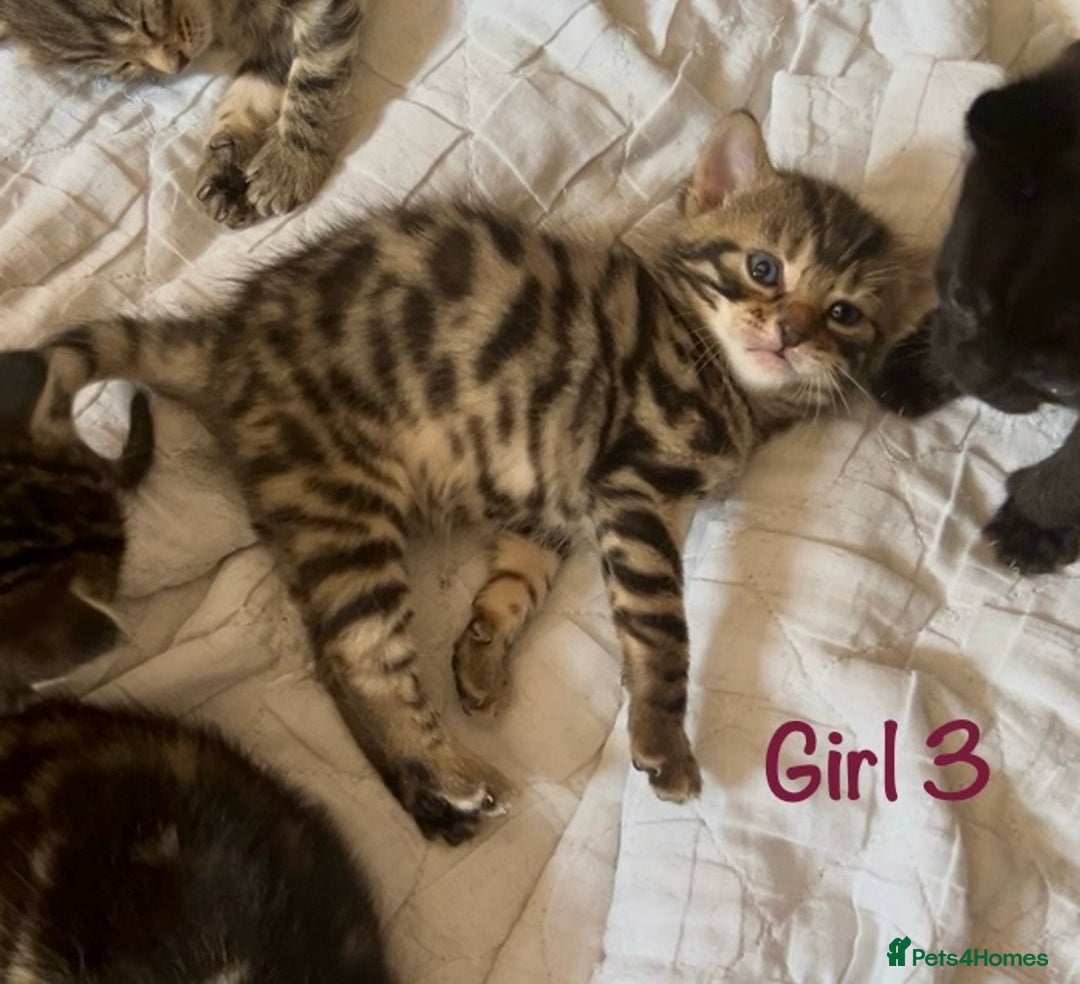 Bengal cats for sale: 3/4 Bengal - cross kittens  - Image 13
