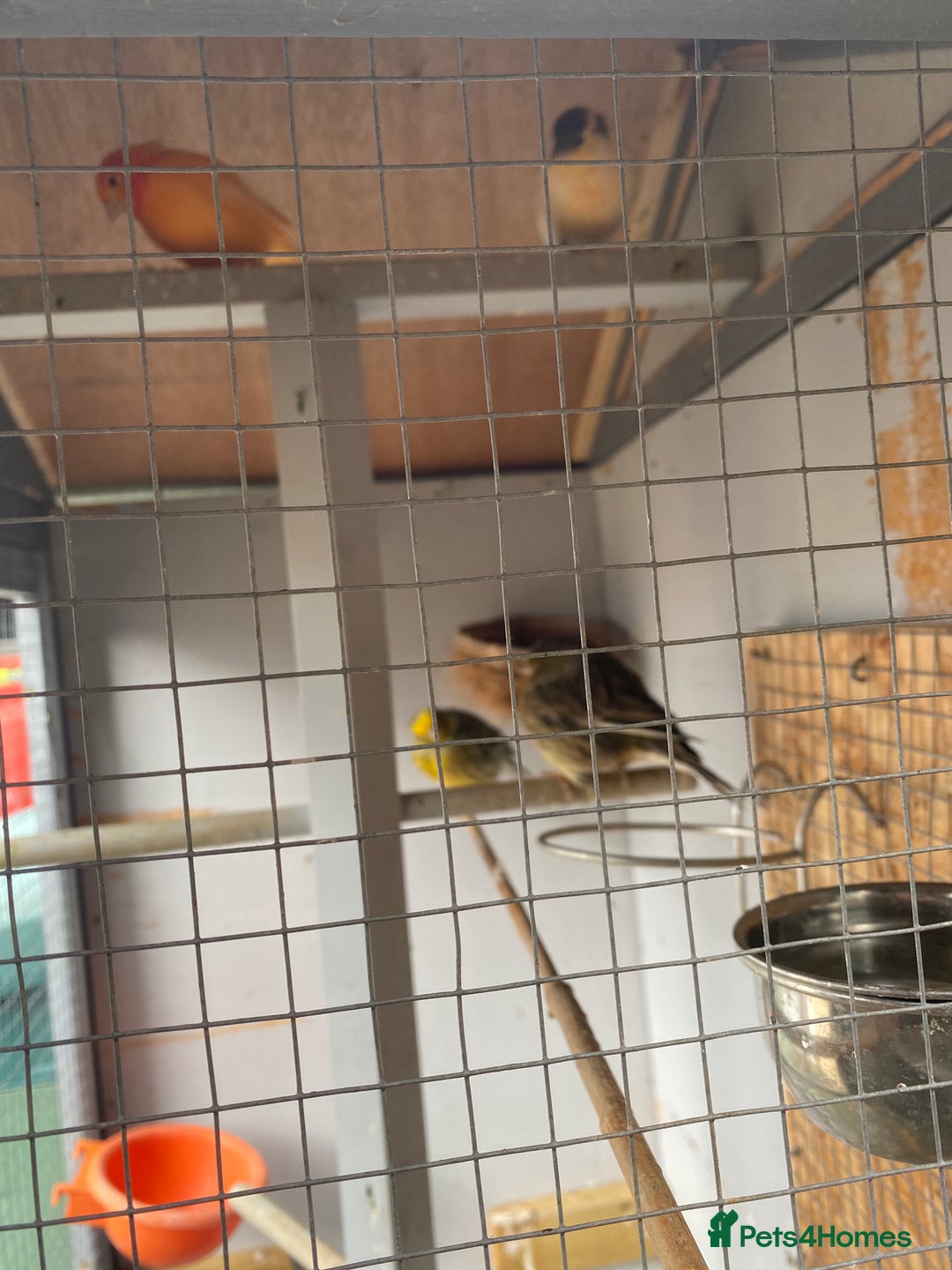 Canaries birds for sale: Canaries and finches  - Image 12