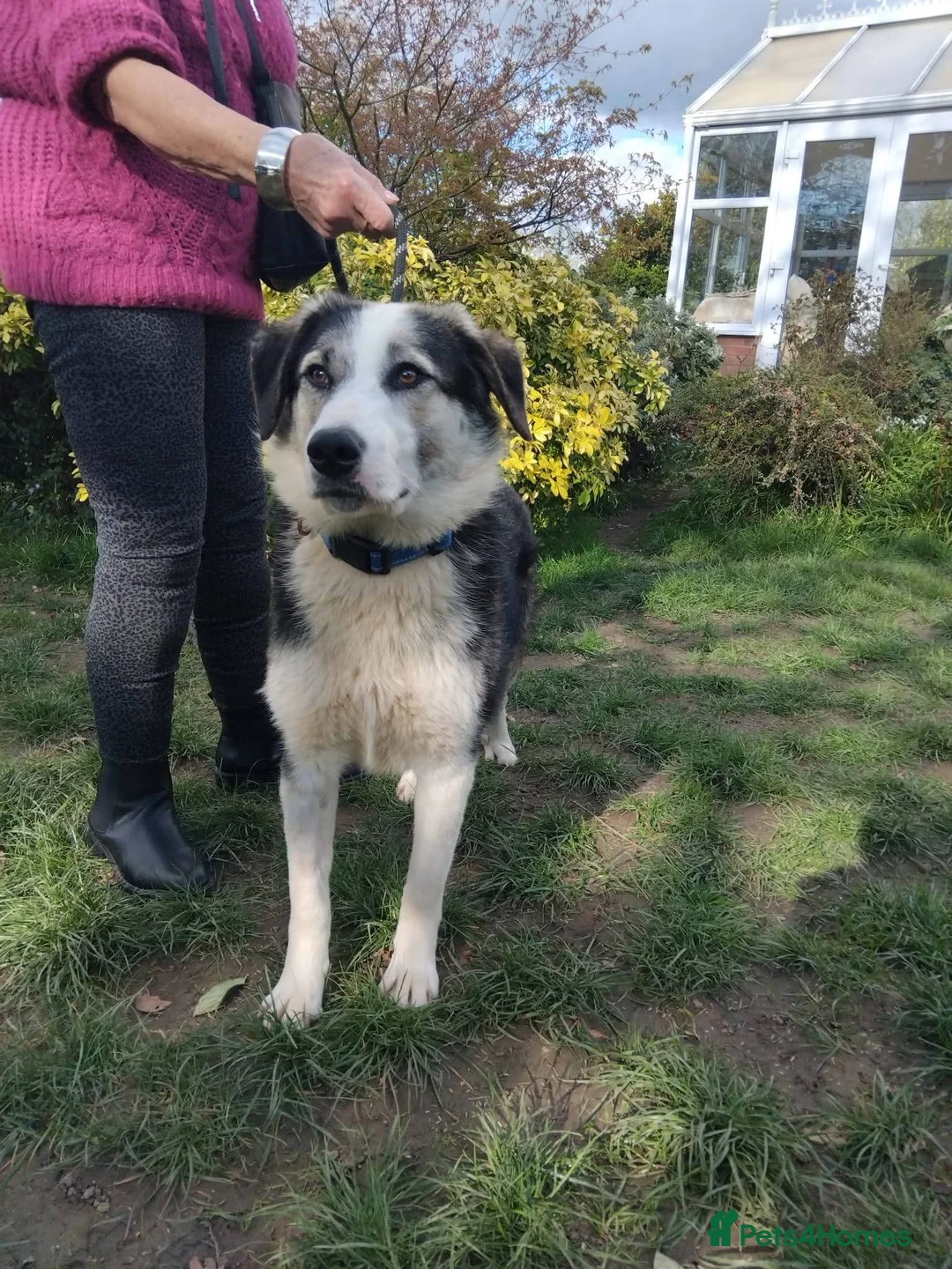 Mixed Breed dogs for adoption: Meet Penny, currently residing in West Midlands  in Halesowen - Advert 9