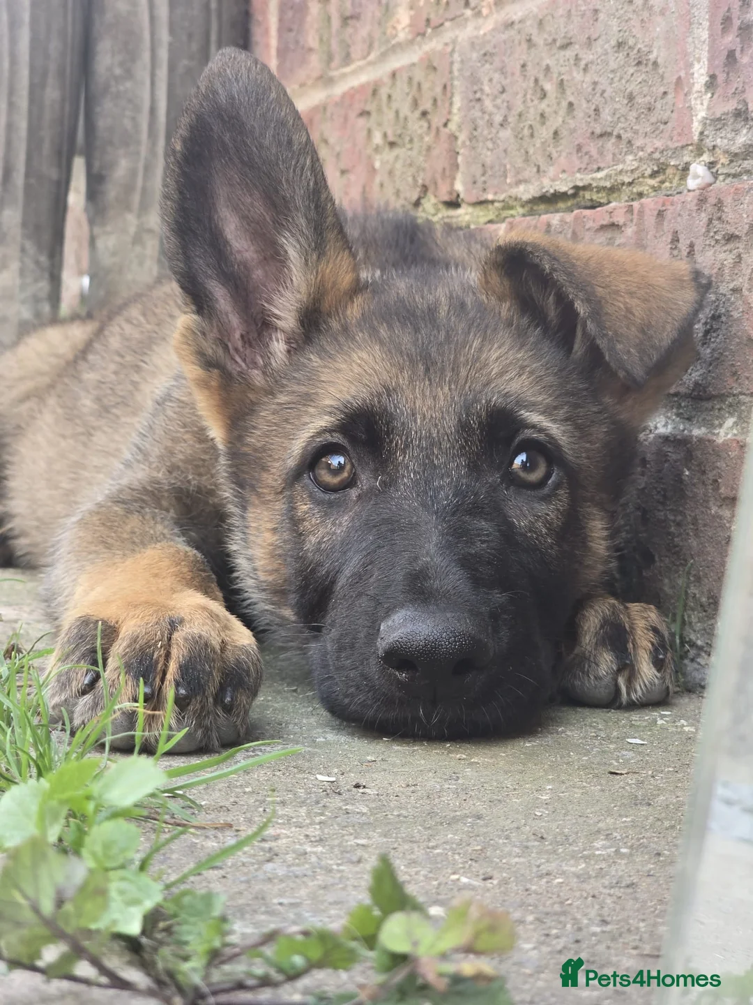German Shepherd dogs for sale: Ready to leave KC German shepherd - Advert 1