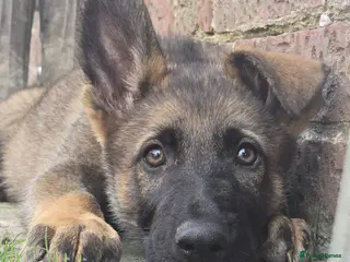 German Shepherd dogs Ready to leave KC German shepherd - Advert 11