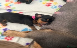 Miniature Dachshund dogs for sale: Black & Tan Miniature Dachshunds  - Image 5
