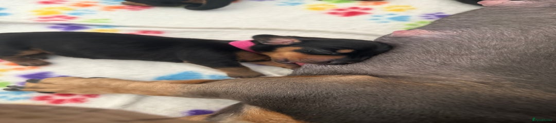 Miniature Dachshund Puppy 1