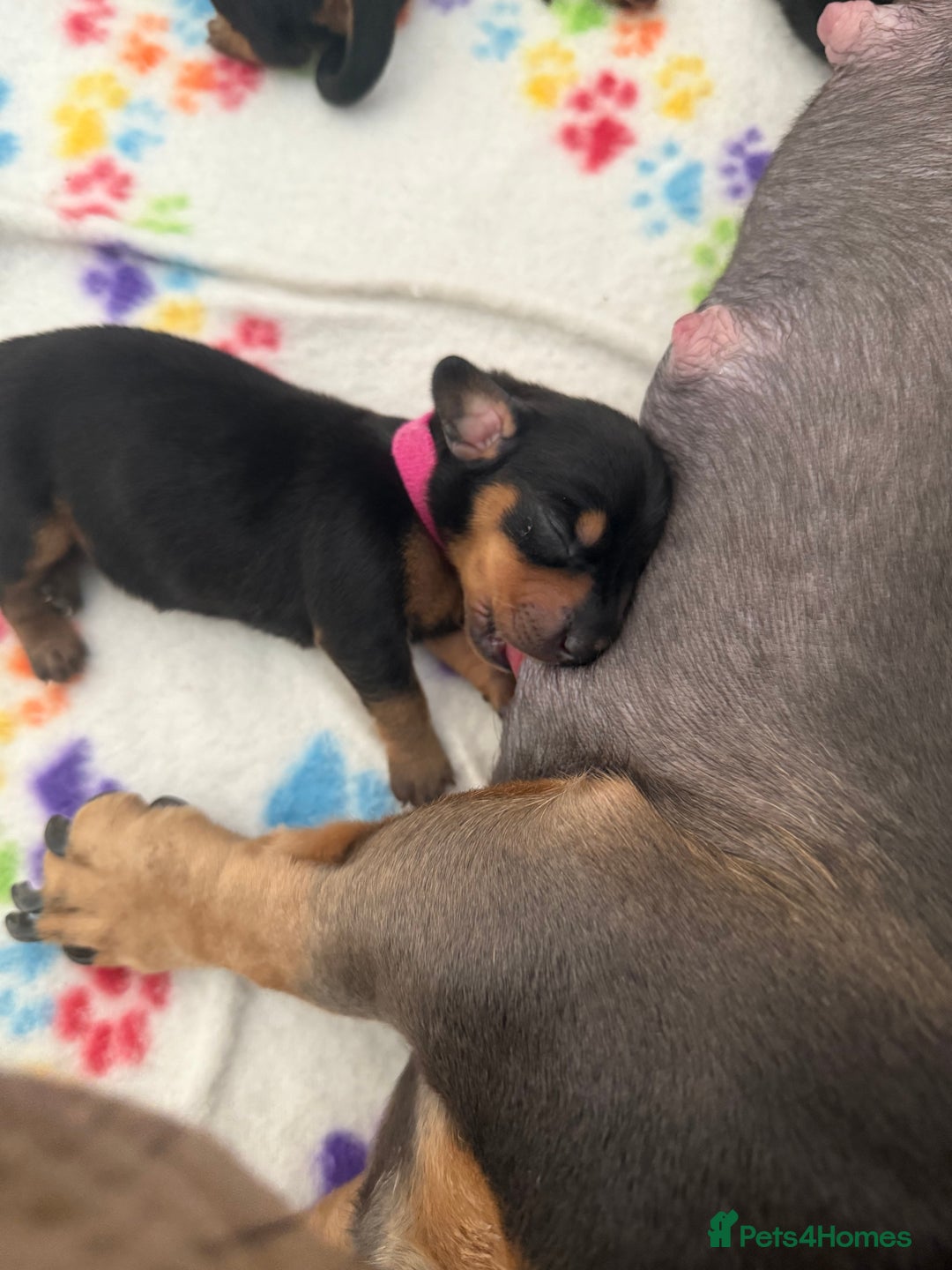 Miniature Dachshund dogs for sale: Black & Tan Miniature Dachshunds  - Image 5