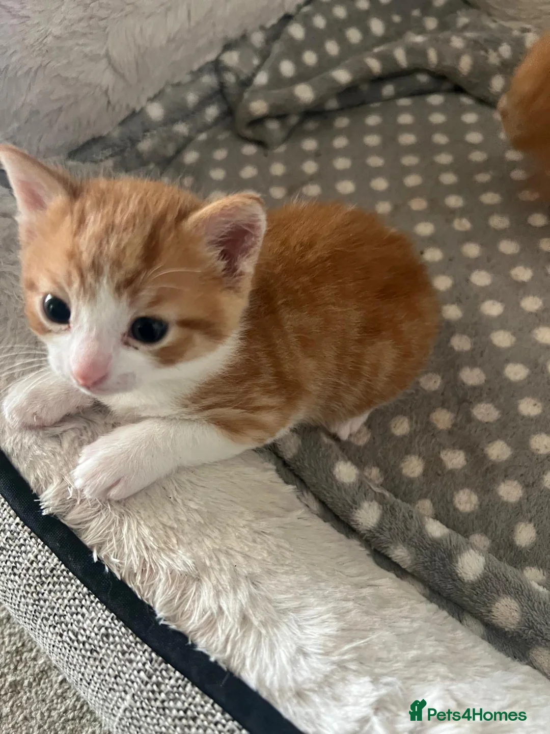 Mixed Breed cats for sale: 3 Ginger & White Kittens Ready for Loving Homes - Advert 2